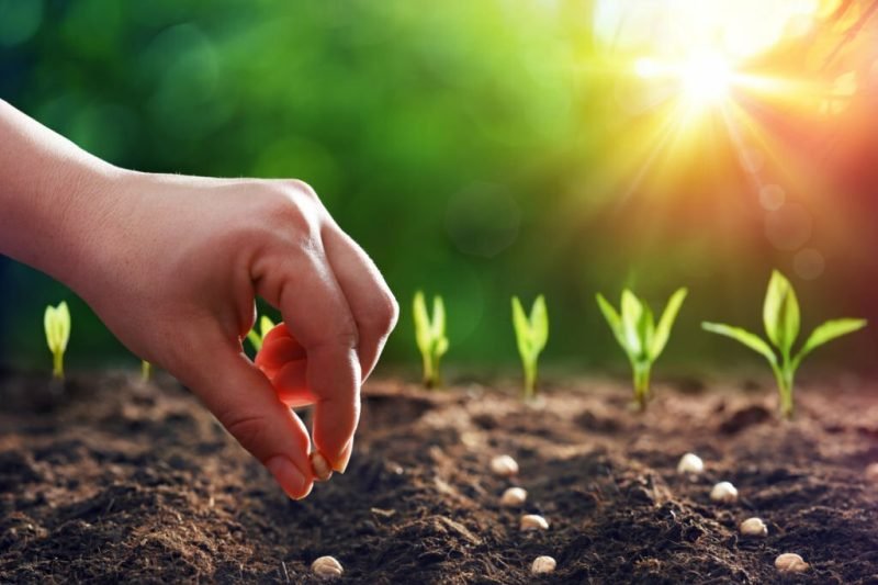 Hands Planting The Seedlings Into The Ground